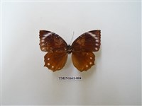 藏品(藍紋鋸眼蝶)的圖片